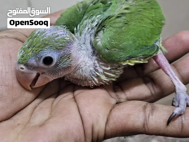 green ring neck parrot babies, budgies Young birds for sale