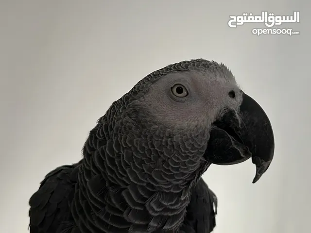 ببغاء كاسكو متكلم