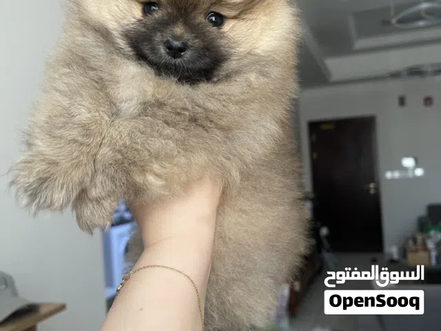 ميني بومارينيا نثية حجم صغير ألوان نادرة مكس رمادي بيج بني اسود فرو  كثيف وطويل في صحة جيدة