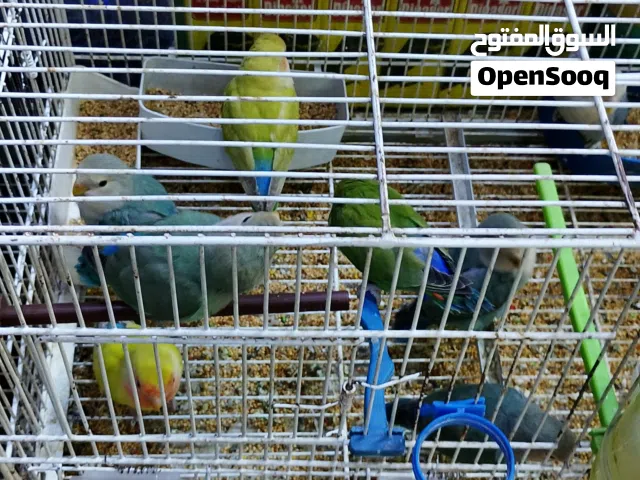 فراخ روز مشكلات ومتوفر جواز شغالة الوان مشكلة اخضر تركواز ازرق اصفر