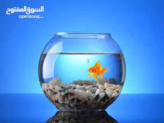 حوض سمك زينة دائري ، أضف لمسة هادئة الى مكتبك