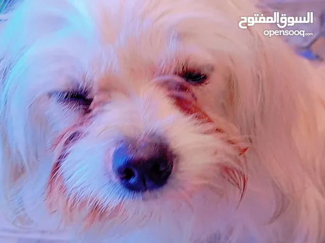 كلب ماطلي للبيع