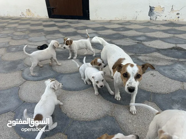 جراوي جاك راسل Jack Russel