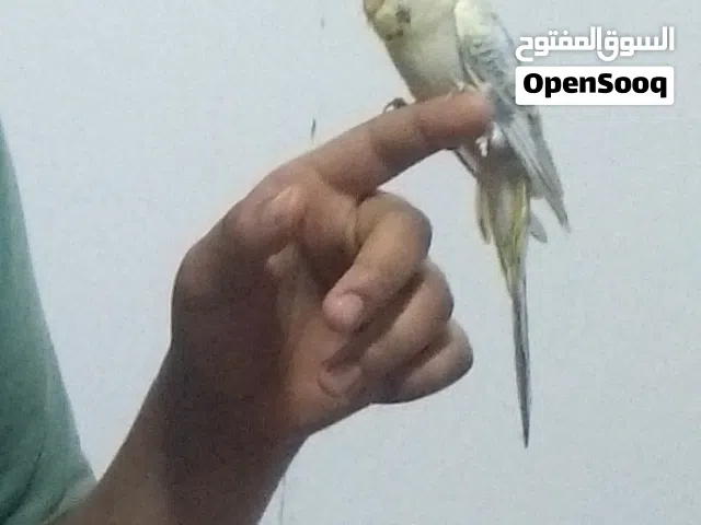 ذكر بفلينوا