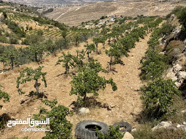 ابو موسى القواسمه