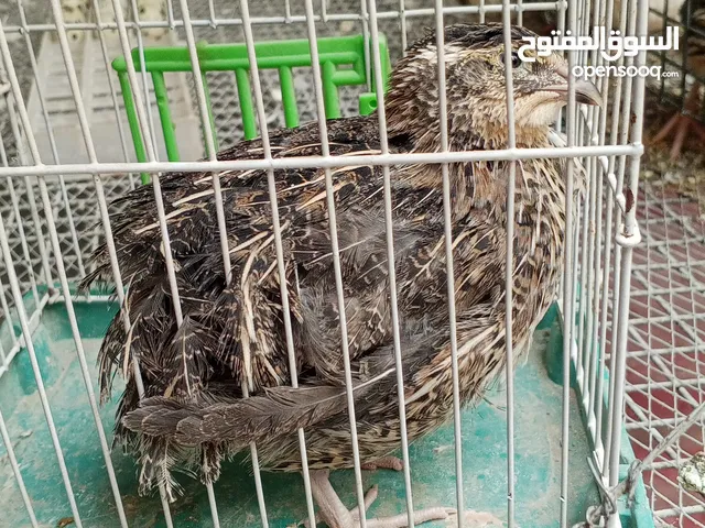 طيور الفري لونين ابيض و اسود اعمار مختلفة