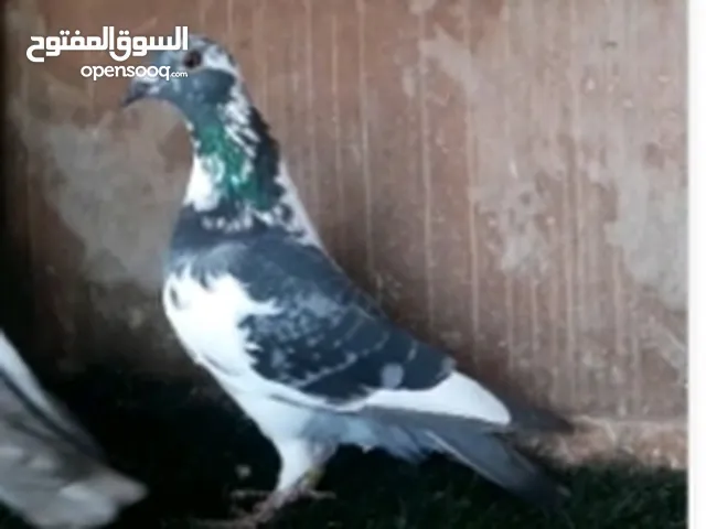 كوبية زاجل مصوقرة كزيوني