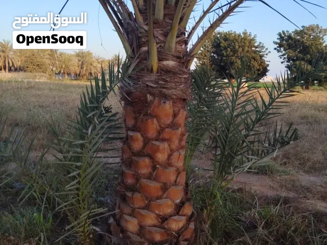 نخيل للبيع