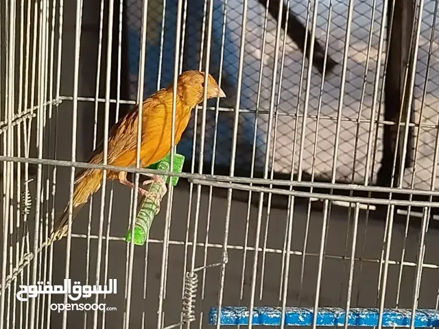 زوج كنار مشمشي