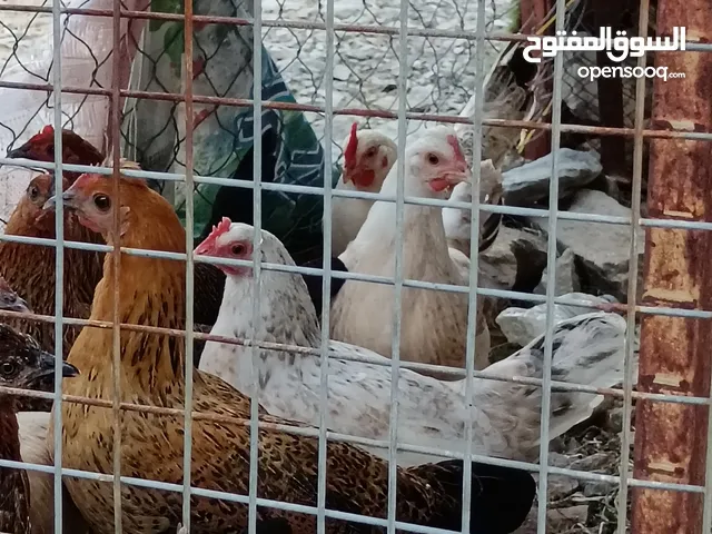 للبيع دجاج عماني فرنسي