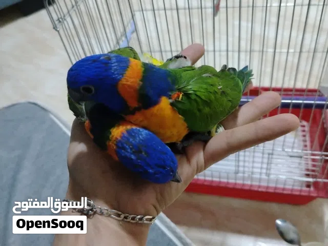 فراخ لوري رد كلارد زق يدوي