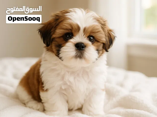 shihtsu puppies