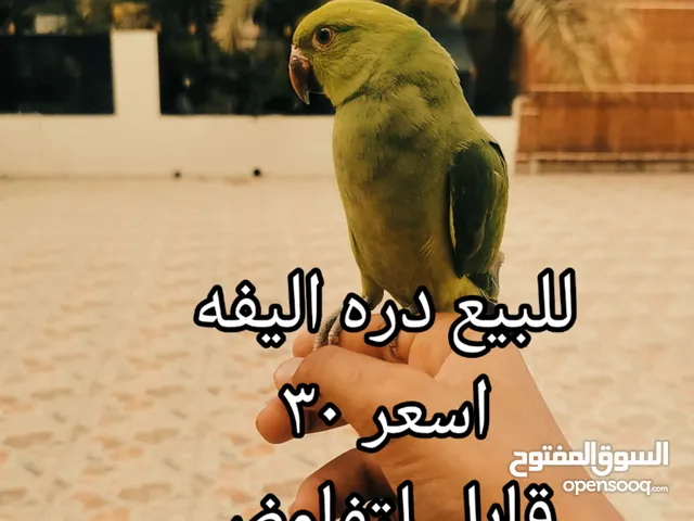 ببغاء دره لونها اخضر