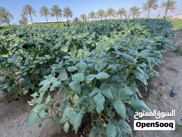 متوفر لوبيا مع قص