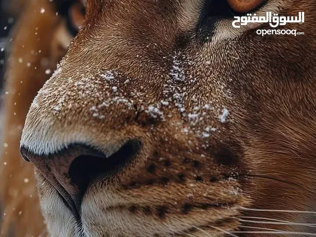 شعارات لي كل الاشياء موجود