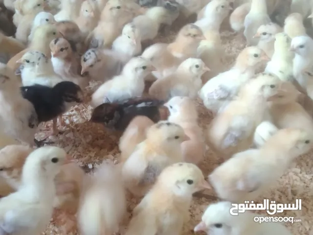 صيصان بلدي للبيع العمر 11يوم متحسنين واخدين فيتامينات ومعادن