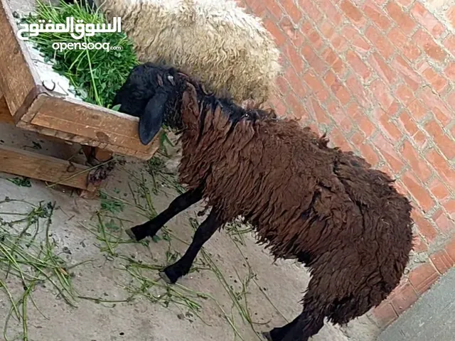 بسم الله الرحمن الرحيم الاثنين6/1/2025 متاح حتتين دكرونتايه خشنين الخروف الابيض الاوسيمي البدريه الح