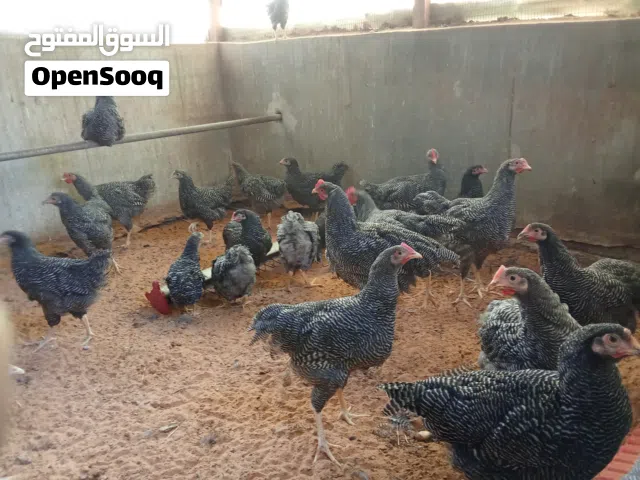 بلاي متروك