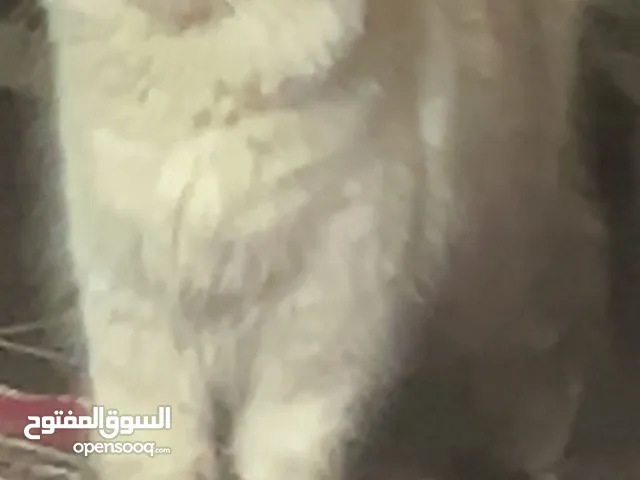 قطه سيبيريه