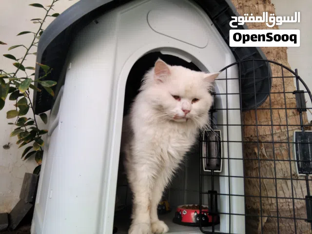 قط شيرازي مع جميع ملحقات