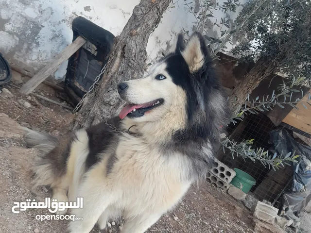 كلب انثى هاسكى بيور للبيع بسبب عدم التفرغ