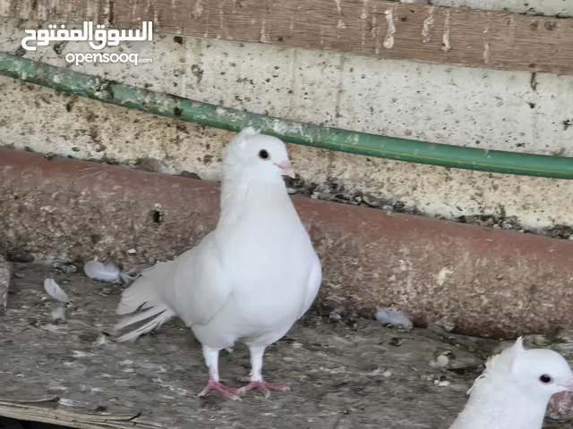 حمام ابيض خالص للزينه او التربيه
