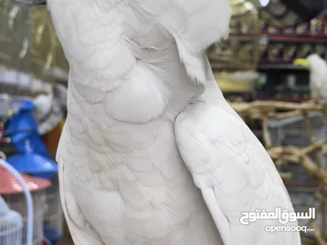 أجمل أنواع الببغاء لعوب متكلم اليف جدا