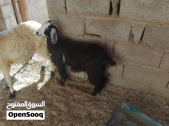 بسم الله توكلنا على الله عناق للبيع عمرها حوالي 5 شهور السعر 650 دينار