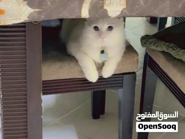 قط للتبني جميل وجنون اوي وبيحب يلعب