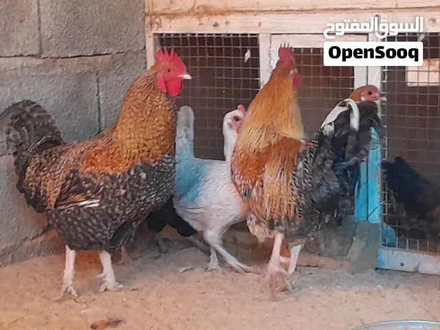 زوز فراريج وخمسة دجاجات عربي