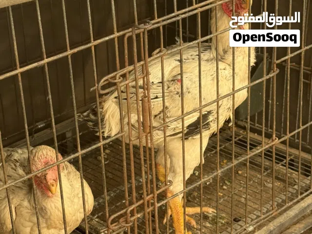 اربع دجاجات وديك فارسي