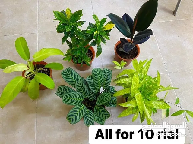 All the plants for 10 rial.  Ghala