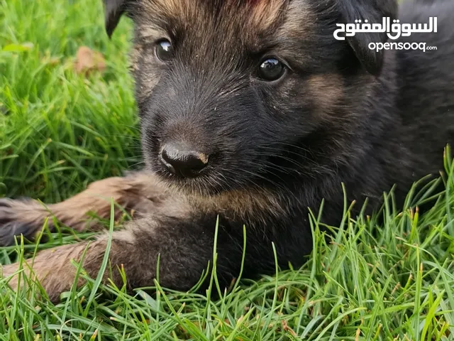 جراء جيرمن شيبرد