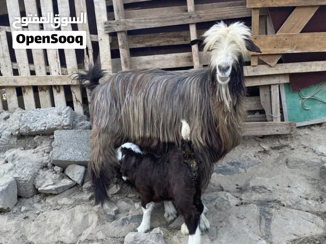 شاه من حلال الرحوب خرسا معها جدي سمين