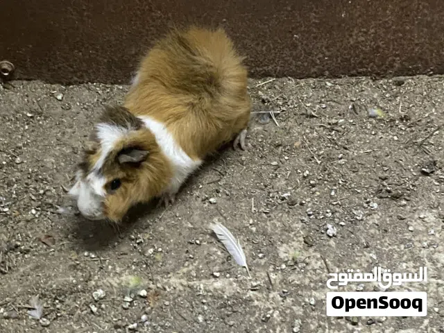 استمرار بيع : همتاروا