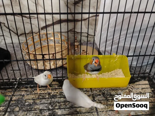 جوزين فنجز مع فراخهن