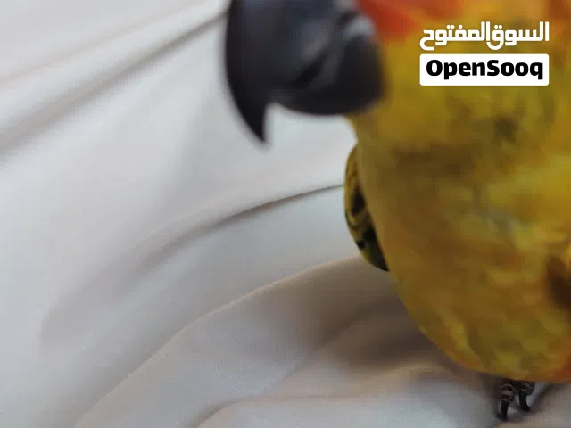 طير سن كنيور للبيع حط سعرك