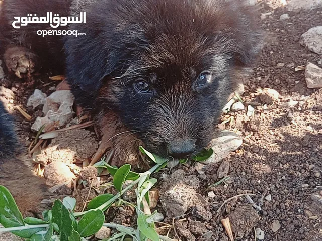 جيرمن شبرد اربع جراوه صلاه انبي قصه وجسم وفطم جديد