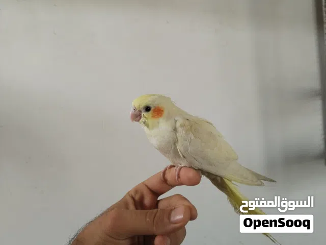 كوكتيل شكري عيون حمر متعلم ع الزق وهم جاي يلكط ماباقيله شي وينفطم الحجم ماشاء الله
