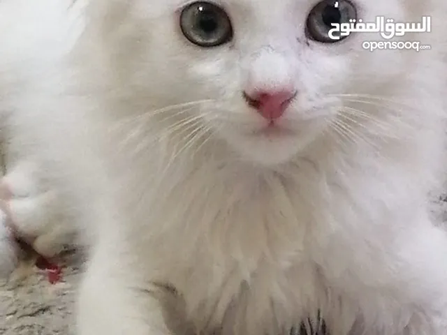 قطط شيرازي 3 شهور ذكر وأنثى