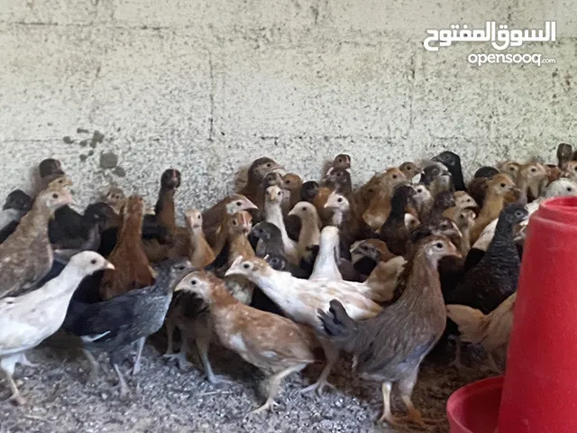 للبيع دجاج محالي عماني العمر من شهر ونص إلى شهرين
