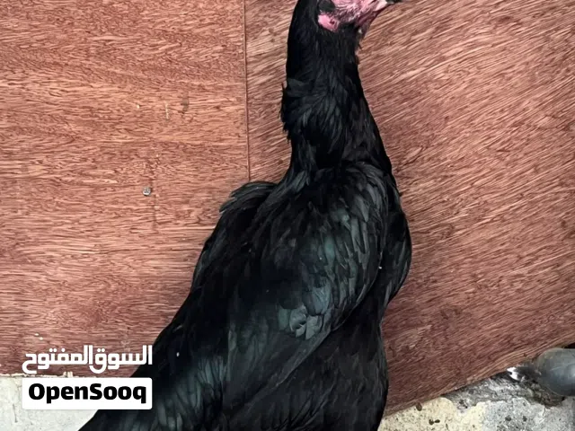 للبيع طيور ماشاءالله من لاخر
