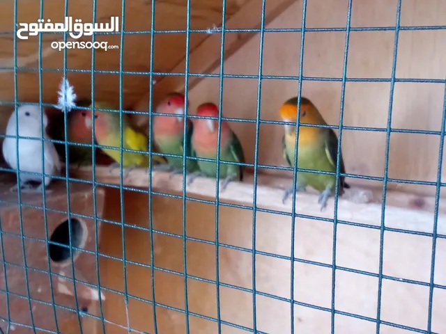 روز 8 قطعه للبيع