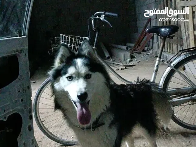 السلام عليكم هاسكي لونك هير نثيه نضيفه صحه ممتازه جايبه بطن 1 عمره سنه ونص عيون زرق ضخامه وياه دفتر