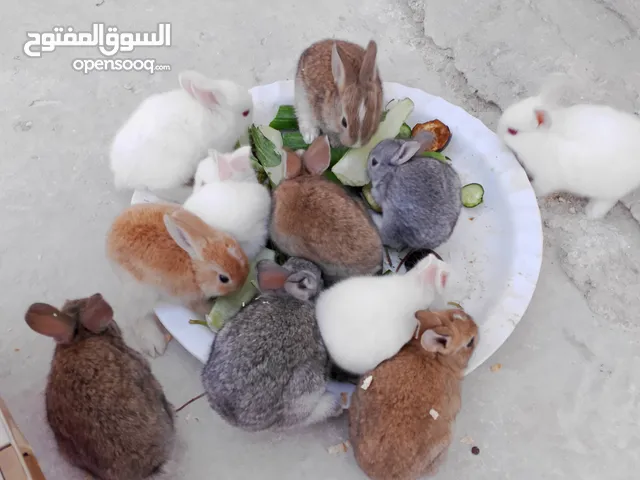 ارانب للبيع تربيه منزل صحه ممتازه تب نظافه متبقي اربعه ارانب نوعهم بلدي فرنسي .