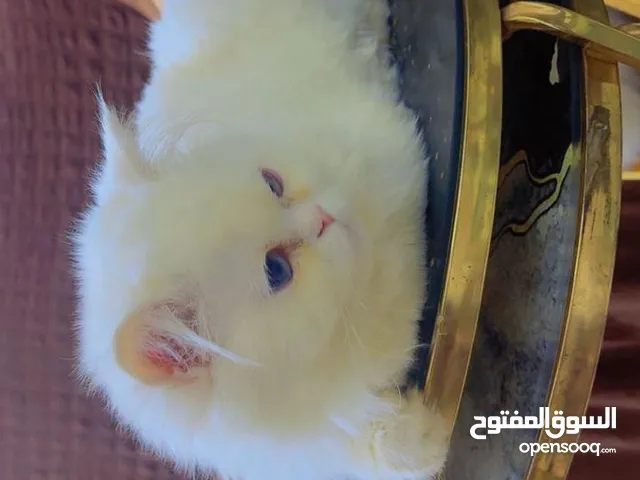 قطه شيرازي