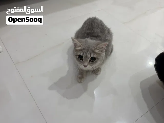 للبيع قطط أنثى فقط لبيع