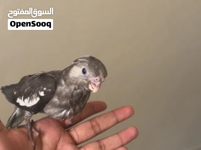 فرخ كروان هولندي بداية هدد بسعر صيده