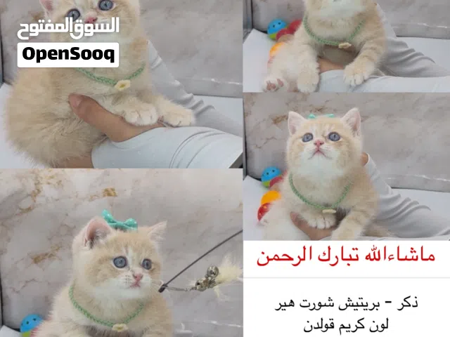 نوادر كتنز