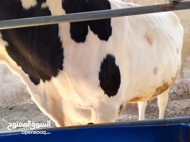 عجل فحل كفاله